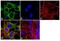 Muscarinic acetylcholine receptor M2 antibody, MA3-044, Invitrogen Antibodies, Immunofluorescence image 