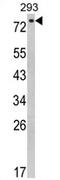 EPS8 Like 3 antibody, AP17341PU-N, Origene, Western Blot image 