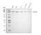 Itchy E3 Ubiquitin Protein Ligase antibody, M00195-1, Boster Biological Technology, Western Blot image 