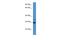 Outer Dense Fiber Of Sperm Tails 1 antibody, A10931, Boster Biological Technology, Western Blot image 