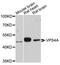 Vacuolar protein sorting-associated protein 4A antibody, abx127081, Abbexa, Western Blot image 