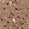 Regulator Of G Protein Signaling 6 antibody, PA5-51813, Invitrogen Antibodies, Immunohistochemistry paraffin image 