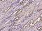 Nicotinamide Nucleotide Transhydrogenase antibody, 204468-T08, Sino Biological, Immunohistochemistry paraffin image 