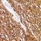 Guided Entry Of Tail-Anchored Proteins Factor 1 antibody, LS-C668071, Lifespan Biosciences, Immunohistochemistry paraffin image 