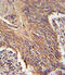 Retinol Dehydrogenase 10 antibody, 61-644, ProSci, Immunohistochemistry paraffin image 