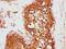 Kelch Like Family Member 12 antibody, LS-C377677, Lifespan Biosciences, Immunohistochemistry paraffin image 