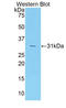 Coagulation factor V antibody, LS-C372578, Lifespan Biosciences, Western Blot image 