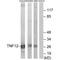 TNF Superfamily Member 12 antibody, A02009, Boster Biological Technology, Western Blot image 