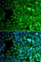 Zinc Finger Protein 195 antibody, LS-C349073, Lifespan Biosciences, Immunofluorescence image 