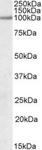 PPARG Coactivator 1 Alpha antibody, orb19529, Biorbyt, Western Blot image 