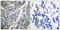 Synaptotagmin 1 antibody, LS-C199628, Lifespan Biosciences, Immunohistochemistry frozen image 