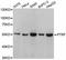 Caveolae Associated Protein 1 antibody, A6007, ABclonal Technology, Western Blot image 