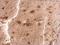 Ribosomal Protein S3A antibody, GTX105020, GeneTex, Immunohistochemistry paraffin image 