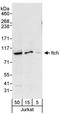 Itchy E3 Ubiquitin Protein Ligase antibody, NBP1-18881, Novus Biologicals, Western Blot image 