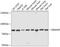 Ssemaphorin 4F antibody, A11873, Boster Biological Technology, Western Blot image 