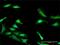 Programmed Cell Death 2 antibody, H00005134-D01P, Novus Biologicals, Immunofluorescence image 