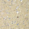 Aldo-Keto Reductase Family 7 Member A2 antibody, 14-342, ProSci, Immunohistochemistry frozen image 