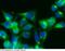 Bovine Serum albumin antibody, 68001-R101-F, Sino Biological, Immunohistochemistry frozen image 