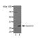 Cyclin-dependent kinase inhibitor 2A, isoform 1 antibody, orb228200, Biorbyt, Western Blot image 