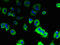 Transmembrane Protein 91 antibody, LS-C394873, Lifespan Biosciences, Immunofluorescence image 