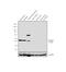 Homer Scaffold Protein 1 antibody, PA5-21487, Invitrogen Antibodies, Western Blot image 