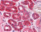 Cysteine Rich Transmembrane BMP Regulator 1 antibody, 51-581, ProSci, Immunohistochemistry paraffin image 