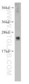 Pleckstrin Homology Like Domain Family A Member 2 antibody, 14661-1-AP, Proteintech Group, Western Blot image 