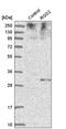 Regulator Of G Protein Signaling 2 antibody, HPA013385, Atlas Antibodies, Western Blot image 