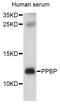 Pro-Platelet Basic Protein antibody, MBS126988, MyBioSource, Western Blot image 