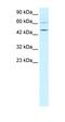 T-box transcription factor TBX19 antibody, orb324416, Biorbyt, Western Blot image 