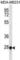 Transcription Factor EC antibody, abx031036, Abbexa, Western Blot image 