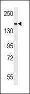 Structural Maintenance Of Chromosomes 1A antibody, 57-109, ProSci, Western Blot image 