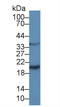 Galectin 9 antibody, LS-C294007, Lifespan Biosciences, Western Blot image 