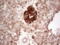 4-Aminobutyrate Aminotransferase antibody, LS-C791074, Lifespan Biosciences, Immunohistochemistry paraffin image 