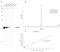 Transmembrane Serine Protease 2 antibody, NBP1-20984, Novus Biologicals, Western Blot image 