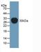 ATP Binding Cassette Subfamily B Member 1 antibody, LS-C300115, Lifespan Biosciences, Western Blot image 