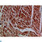 Myosin VI antibody, LS-C813908, Lifespan Biosciences, Immunohistochemistry paraffin image 