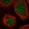 TRNA Methyltransferase 1 Like antibody, NBP1-88337, Novus Biologicals, Immunofluorescence image 