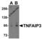 TNF Alpha Induced Protein 3 antibody, 5145, ProSci Inc, Western Blot image 