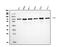 Serum Response Factor antibody, A00557-2, Boster Biological Technology, Western Blot image 