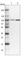 Pleckstrin Homology Domain Containing M3 antibody, HPA035046, Atlas Antibodies, Western Blot image 