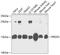 Peroxiredoxin 5 antibody, A6329, ABclonal Technology, Western Blot image 