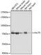 Heat Shock Protein Family A (Hsp70) Member 8 antibody, GTX32660, GeneTex, Western Blot image 