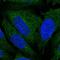 Atlastin GTPase 3 antibody, PA5-66790, Invitrogen Antibodies, Immunofluorescence image 