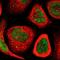 Myeloma Overexpressed antibody, HPA012949, Atlas Antibodies, Immunofluorescence image 