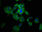 Pannexin 2 antibody, LS-C674216, Lifespan Biosciences, Immunofluorescence image 
