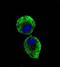 Janus Kinase 2 antibody, orb97628, Biorbyt, Immunofluorescence image 