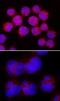 Signal Transducer And Activator Of Transcription 6 antibody, MAB3717, R&D Systems, Immunofluorescence image 