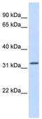 Aprataxin antibody, TA331579, Origene, Western Blot image 