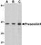 Presenilin 1 antibody, NBP1-76792, Novus Biologicals, Western Blot image 